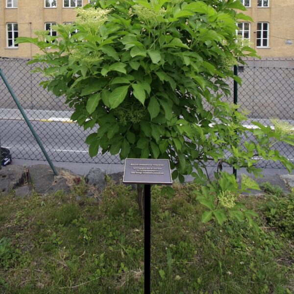 Pris- och minnesskylt i oxiderad brons – Vitterhetsakademin - Bild 4